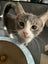 PHIL AND HARRY - KITTENS AVAILABLE FOR ADOPTION - PET WHISPERER RESCUE Carousel 1