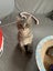 PHIL AND HARRY - KITTENS AVAILABLE FOR ADOPTION - PET WHISPERER RESCUE Carousel 7