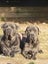 Neapolitan Mastiff Pupppies Carousel 10