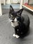 Rumple - rehome on behalf Carousel 1