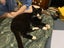 Rumple - rehome on behalf Carousel 2
