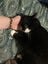 Rumple - rehome on behalf Carousel 3
