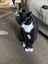 Rumple - rehome on behalf Carousel 4