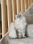 Ragdoll needs a new home Carousel 1