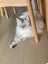 Ragdoll needs a new home Carousel 2