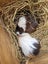 x2 young male Guinea Pigs Carousel 3