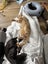 LISTING ON BEHALF OF SWEET NOAH - CASSANOVA - AVAILABLE FOR ADOPTION Carousel 2