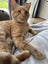LISTING ON BEHALF OF SWEET NOAH - CASSANOVA - AVAILABLE FOR ADOPTION Carousel 1