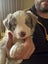 Puppies lilac border collie Carousel 4