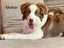 Puppies lilac border collie Carousel 5