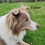 Puppies lilac border collie Carousel 6
