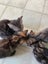 Kittens litter of 4 available Carousel 1