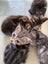 Kittens litter of 4 available Carousel 3