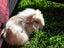 Adorable baby Guinea pigs!! Carousel 7