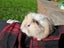 Adorable baby Guinea pigs!! Carousel 8