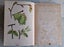 1899 Scientific Series on Buds and Stipules - illustrations with colour plates Carousel 2