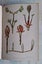 1899 Scientific Series on Buds and Stipules - illustrations with colour plates Carousel 3