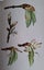1899 Scientific Series on Buds and Stipules - illustrations with colour plates Carousel 8