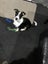 Border Collie cross Carousel 1