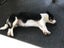 Border Collie cross Carousel 4