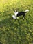 Border Collie cross Carousel 6