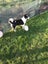 Border Collie cross Carousel 7