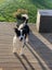Border Collie cross Carousel 8