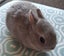 Netherland dwarf kits( purebred) Carousel 1