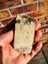Greenstone Good Quality carving slab Tile Purple thulite $1 reserve MAY DEALS Carousel 5