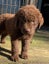 curly coated reriever x Carousel 2