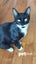 LONELY MIAOW CAT - NEVE Carousel 1
