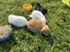 Minilop Rabbits Carousel 2