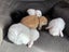 Minilop Rabbits Carousel 4
