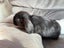 Minilop Rabbits Carousel 5