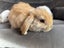 Minilop Rabbits Carousel 6