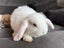 Minilop Rabbits Carousel 7