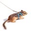 Hamster Traction Rope Anti Bite Mouse Walking Leash Windproof Outdoors Safe Carousel 11