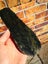 Greenstone Good Quality carving slab small mere shape $1 reserve MAY DEALS Carousel 2