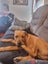 Mastiff x Rottweiler puppy Carousel 2