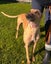 Quinn- Beautiful Greyhound Girl Carousel 1