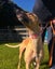 Quinn- Beautiful Greyhound Girl Carousel 2