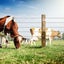 Electric Fence Energiser - New Carousel 10