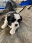 Shih Tzu/Bichon Lhasa Apso Puppies Carousel 4