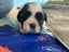 Shih Tzu/Bichon Lhasa Apso Puppies Carousel 6
