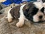 Shih Tzu/Bichon Lhasa Apso Puppies Carousel 5
