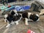 Shih Tzu/Bichon Lhasa Apso Puppies Carousel 3