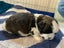 Shih Tzu/Bichon Lhasa Apso Puppies Carousel 7