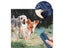 PTN NEW Anti Bark Dog Trainer Sale Sale Carousel 6