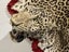 Leopard Skin. Good head mount. Dad, Keith Severinsen, hunted India in 1952. Carousel 3