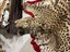 Leopard Skin. Good head mount. Dad, Keith Severinsen, hunted India in 1952. Carousel 7